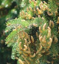 Picea abies (L.) H.Karst. ?<br/>Munții Piatra Craiului, Zănoaga, 19 May 2013 © Lori Balogh - all rights reserved